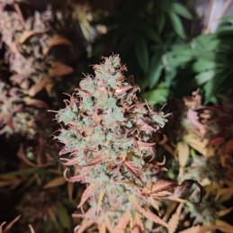 King Kush CBD - semințe de cannabis medicinal, soi de marijuana