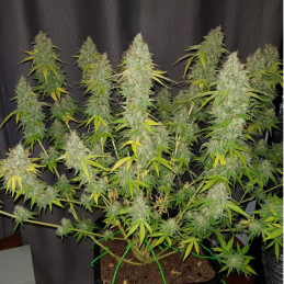 Caramel King CBD - semințe de cannabis medicinal, soi de marijuana