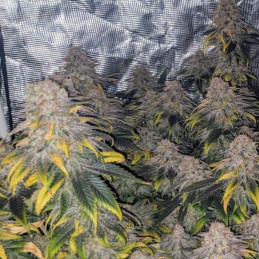 Great White Shark CBD - semințe de cannabis medicinal, soi de marijuana