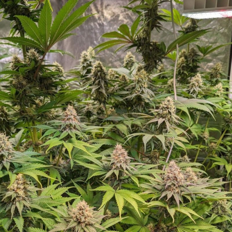 Cheese CBD - semințe de cannabis medicinal, soi de marijuana