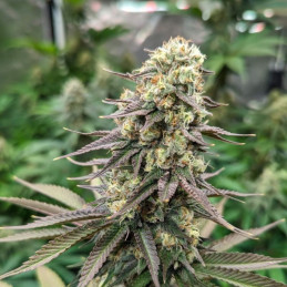 Critical CBD - semințe de cannabis medicinal, soi de marijuana