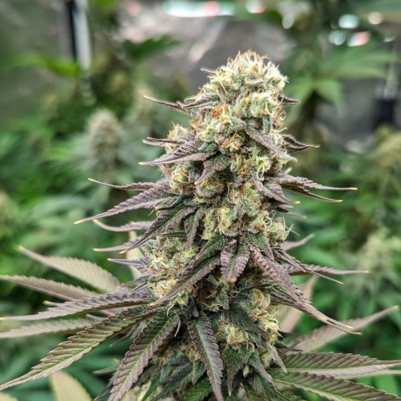 Critical CBD - semințe de cannabis medicinal, soi de marijuana