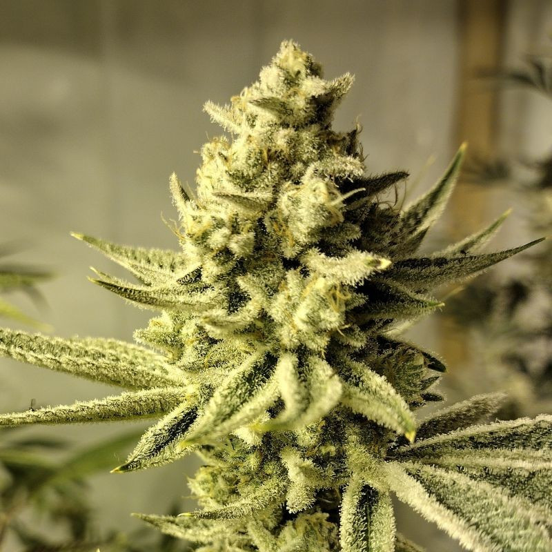 Chronical Auto - semințe autoînfloritoare de cannabis, soi de marijuana
