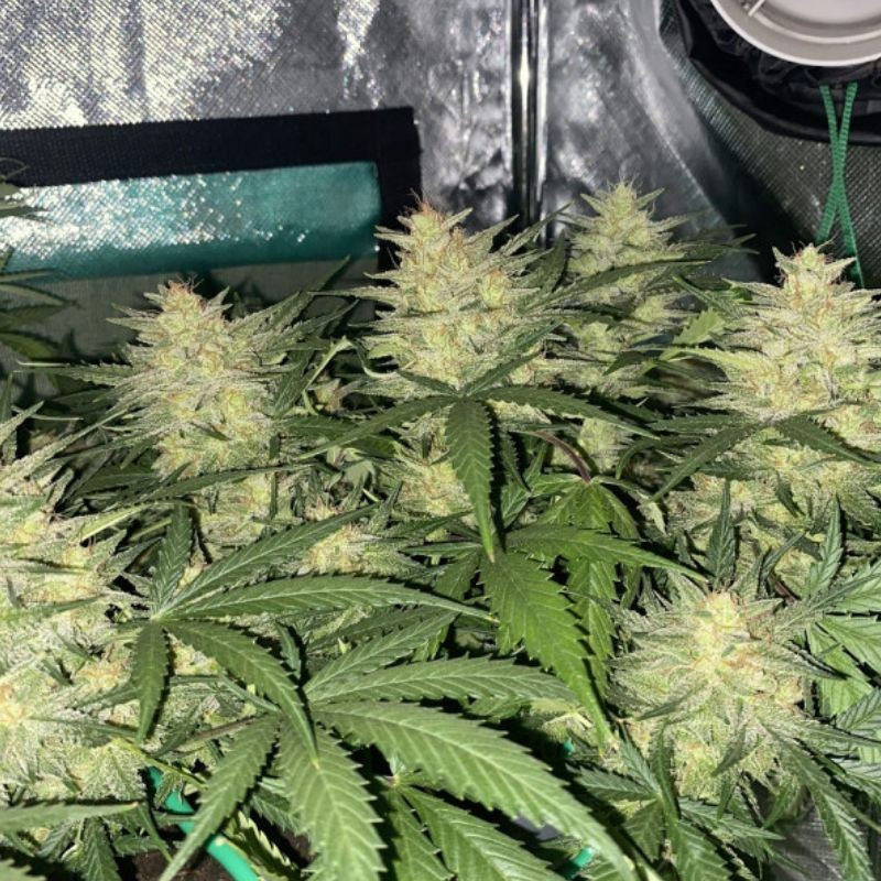 Cheese Auto - semințe autoînfloritoare de cannabis, soi de marijuana