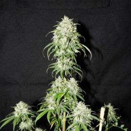 Devil's Kiss Auto - semințe autoînfloritoare de cannabis, soi de marijuana