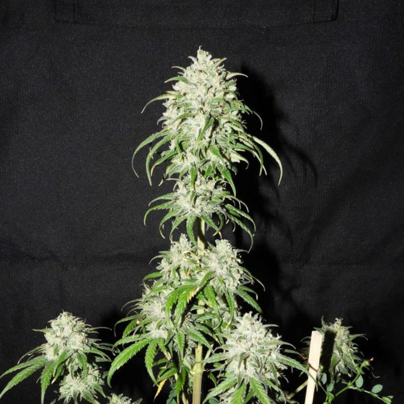 Devil's Kiss Auto - semințe autoînfloritoare de cannabis, soi de marijuana