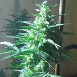 Critical Auto - semințe autoînfloritoare de cannabis, soi de marijuana