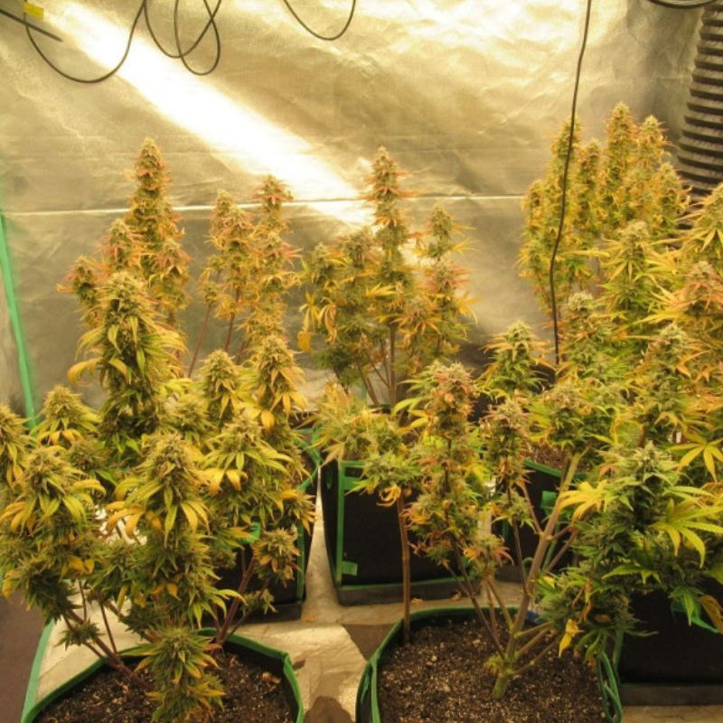 Easy Ryder Auto - semințe autoînfloritoare de cannabis, soi de marijuana