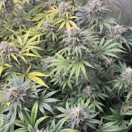 DoSiDos Auto - semințe autoînfloritoare de cannabis, soi de marijuana