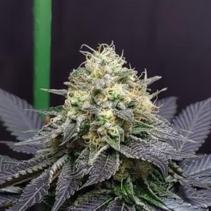 Green Crack Auto - semințe autoînfloritoare de cannabis, soi de marijuana