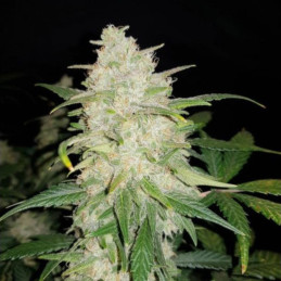 Gelato Auto - semințe autoînfloritoare de cannabis, soi de marijuana