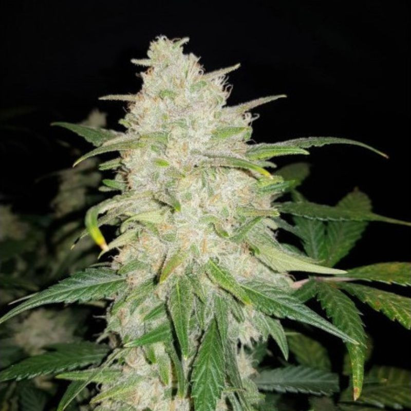 Gelato Auto - semințe autoînfloritoare de cannabis, soi de marijuana