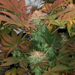 Ultra Mintz Auto - semințe autoînfloritoare de cannabis, soi de marijuana