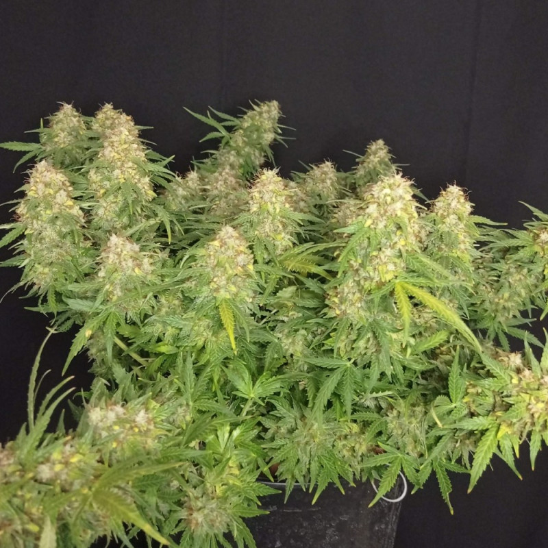 Lemon Auto - semințe autoînfloritoare de cannabis, soi de marijuana