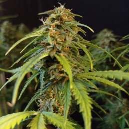 Gorilla Glue Auto - semințe autoînfloritoare de cannabis, soi de marijuana