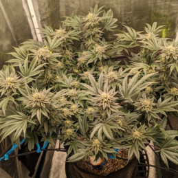 Great White Shark Auto - semințe autoînfloritoare de cannabis, soi de marijuana
