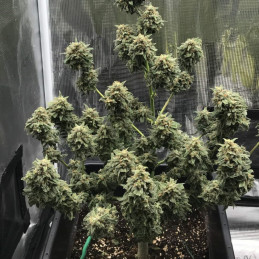 Kali Mist Auto - semințe autoînfloritoare de cannabis, soi de marijuana