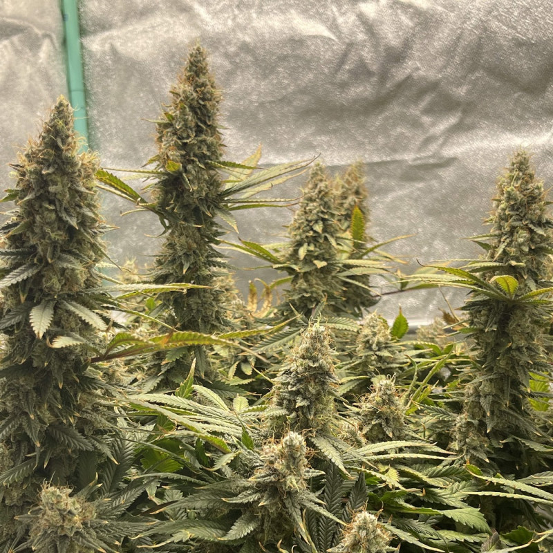 Jack Herer Auto - semințe autoînfloritoare de cannabis, soi de marijuana