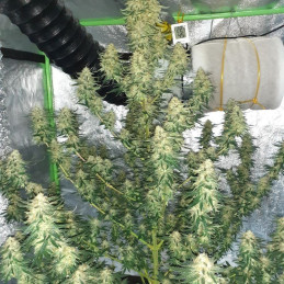 Hindu Kush Auto - semințe autoînfloritoare de cannabis, soi de marijuana