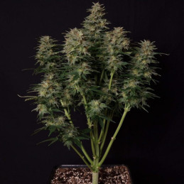 Lowryder Auto - semințe autoînfloritoare de cannabis, soi de marijuana