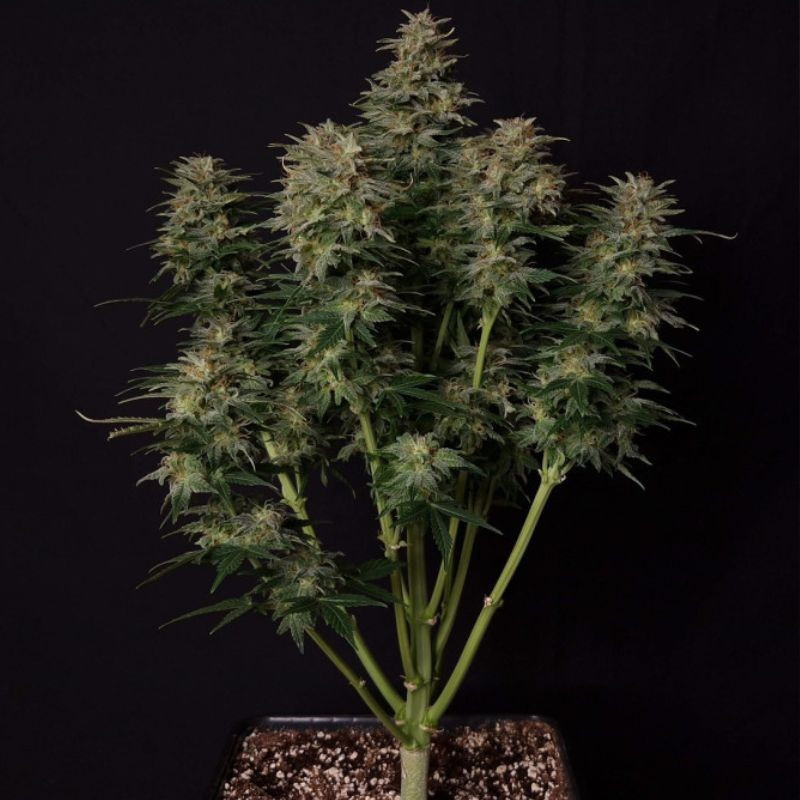 Lowryder Auto - semințe autoînfloritoare de cannabis, soi de marijuana