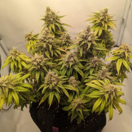 Mazar Auto - semințe autoînfloritoare de cannabis, soi de marijuana