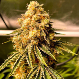 Mimosa Auto - semințe autoînfloritoare de cannabis, soi de marijuana
