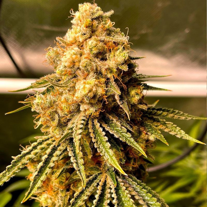 Mimosa Auto - semințe autoînfloritoare de cannabis, soi de marijuana