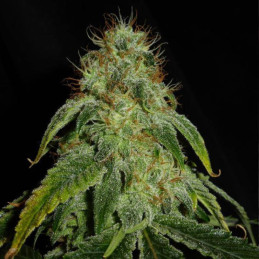 Mandarine Auto - semințe autoînfloritoare de cannabis, soi de marijuana