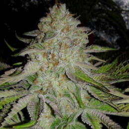OG Kush Auto - semințe autoînfloritoare de cannabis, soi de marijuana