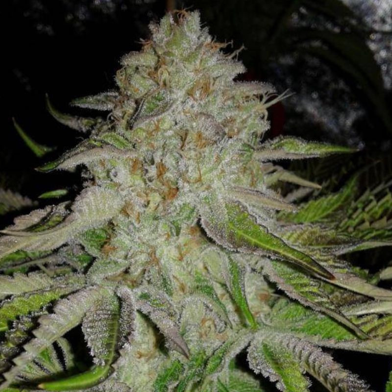 OG Kush Auto - semințe autoînfloritoare de cannabis, soi de marijuana