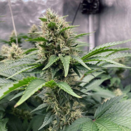 Northern Light Auto - semințe autoînfloritoare de cannabis, soi de marijuana