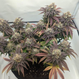 NYC Diesel Auto - semințe autoînfloritoare de cannabis, soi de marijuana