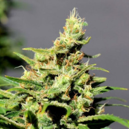 LSD Auto