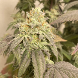 Power Plant Auto - semințe autoînfloritoare de cannabis, soi de marijuana