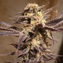 Orange Bud Auto - semințe autoînfloritoare de cannabis, soi de marijuana