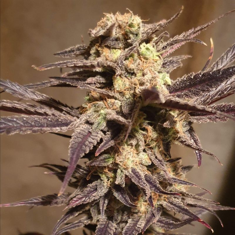 Orange Bud Auto - semințe autoînfloritoare de cannabis, soi de marijuana