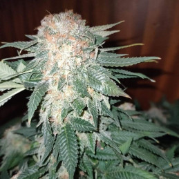 Sour Diesel Auto - semințe autoînfloritoare de cannabis, soi de marijuana