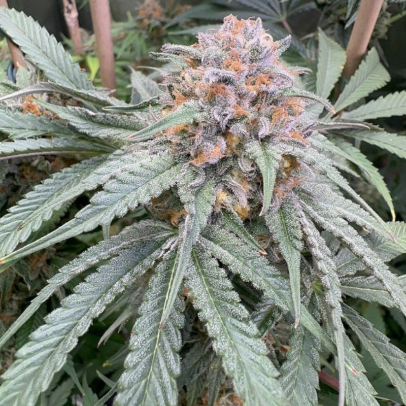Purple Kush Auto - semințe autoînfloritoare de cannabis, soi de marijuana