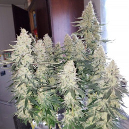 Strawberry Auto - semințe autoînfloritoare de cannabis, soi de marijuana