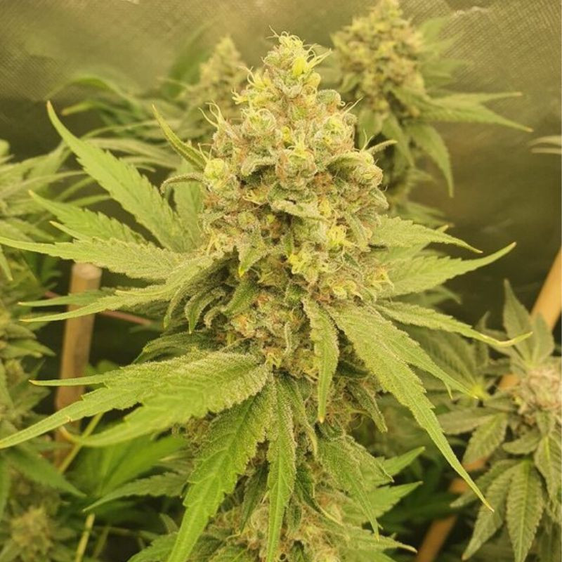 Mango Auto - semințe autoînfloritoare de cannabis, soi de marijuana