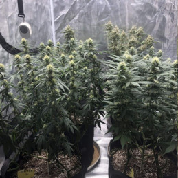 Skunk Auto - semințe autoînfloritoare de cannabis, soi de marijuana