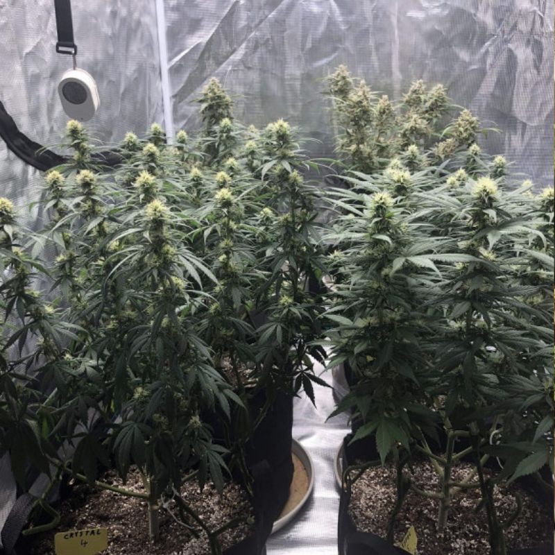 Skunk Auto - semințe autoînfloritoare de cannabis, soi de marijuana