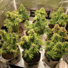 Watermelon Auto - semințe autoînfloritoare de cannabis, soi de marijuana