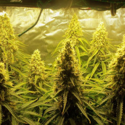 Jungle Auto - semințe autoînfloritoare de cannabis, soi de marijuana