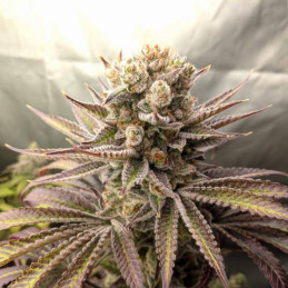 Sweet Tooth Auto - semințe autoînfloritoare de cannabis, soi de marijuana