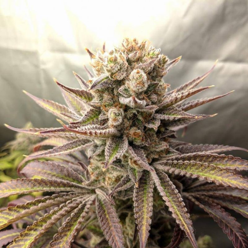 Sweet Tooth Auto - semințe autoînfloritoare de cannabis, soi de marijuana