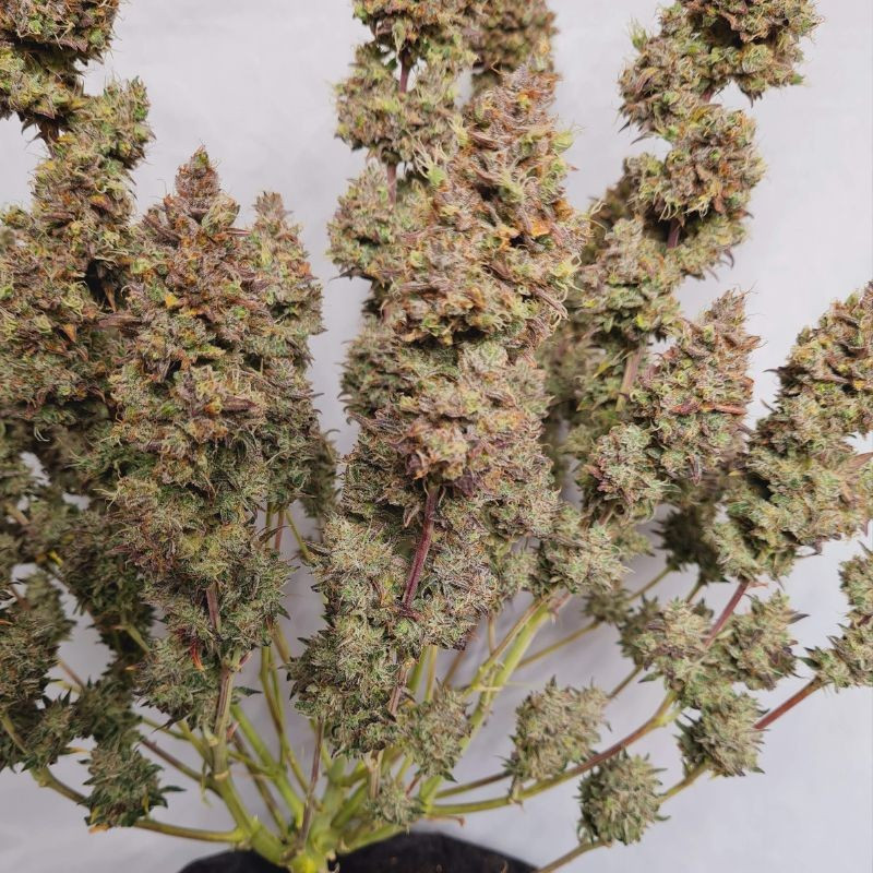 White Dwarf Auto - semințe autoînfloritoare de cannabis, soi de marijuana