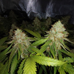 White Widow Auto - semințe autoînfloritoare de cannabis, soi de marijuana