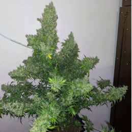 White Russian Auto - semințe autoînfloritoare de cannabis, soi de marijuana